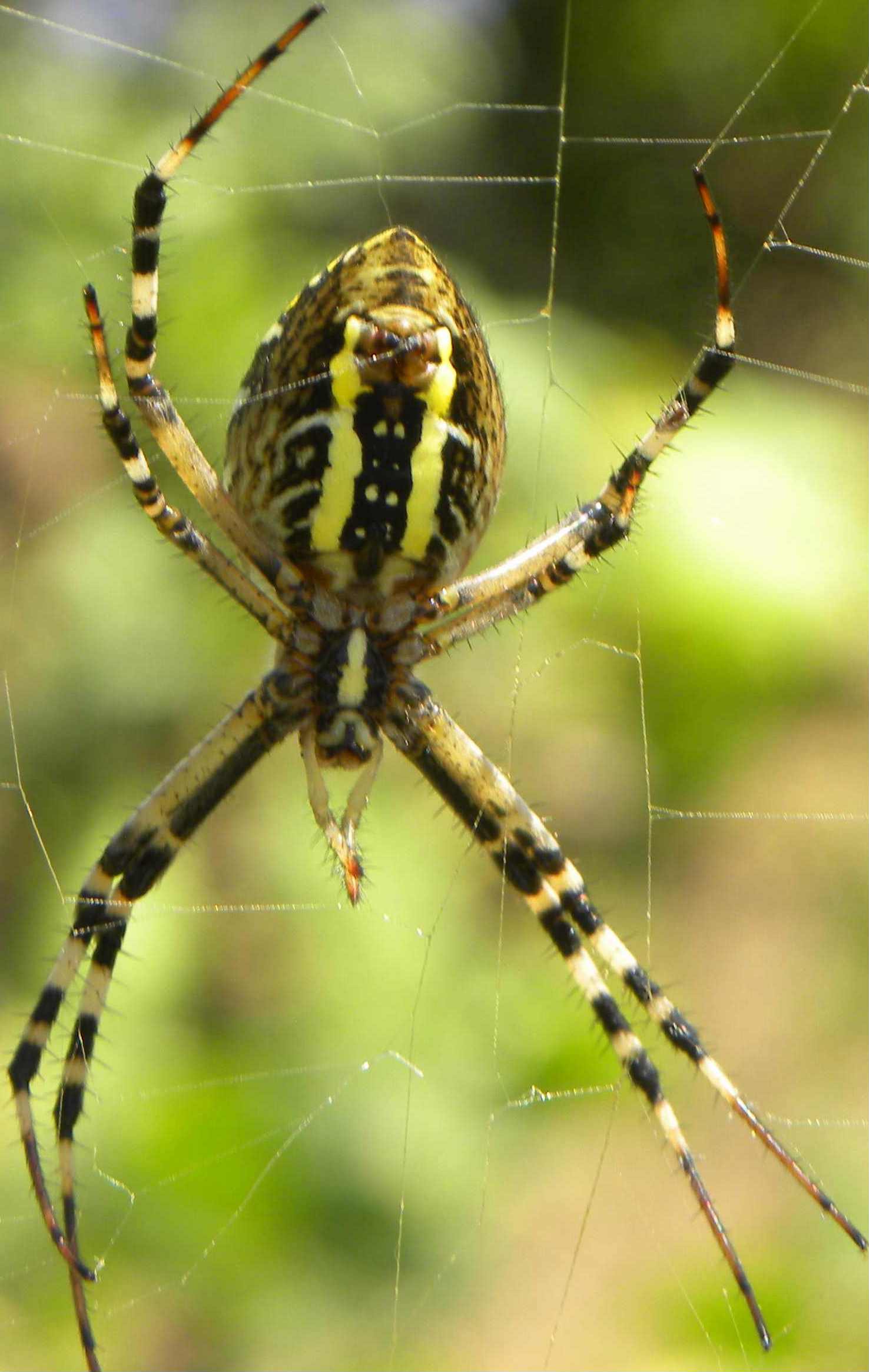 Argiope bruennichi